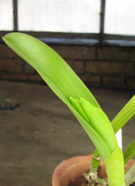 Laeliocattleya Cornelia coerulea.jpg