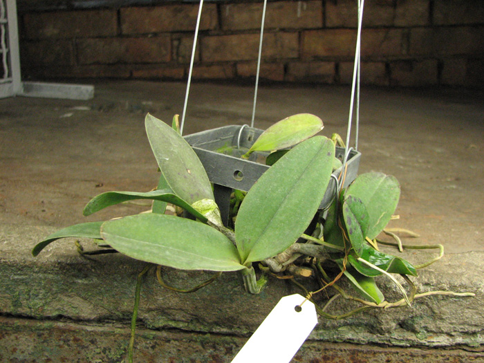 Cattleya Pradit Spot 'Black Prince'.jpg