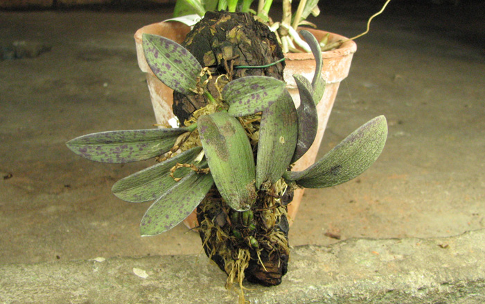 Pleurothallis recurva.jpg