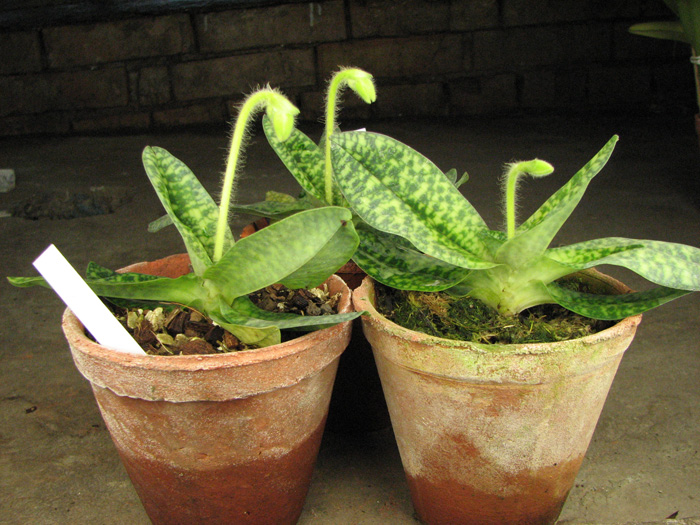 Paphiopedilum delenatii alba.jpg