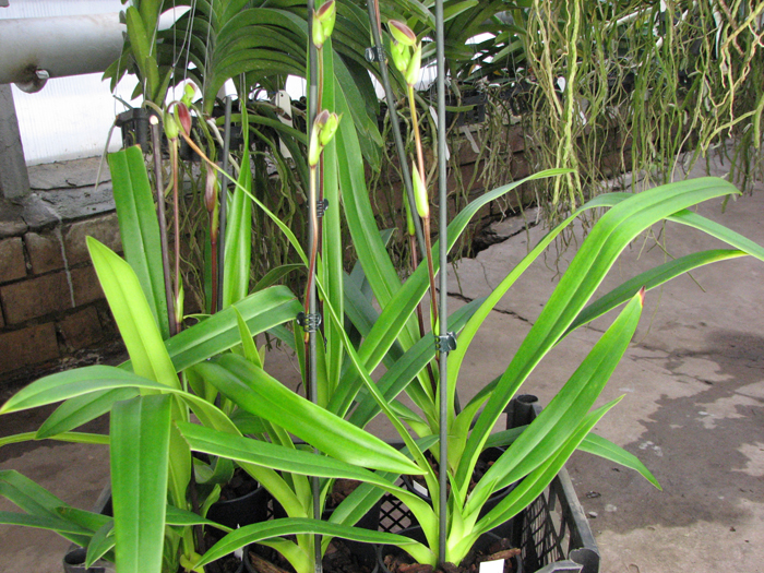 Phragmipedium Memoria Dick Clements.jpg