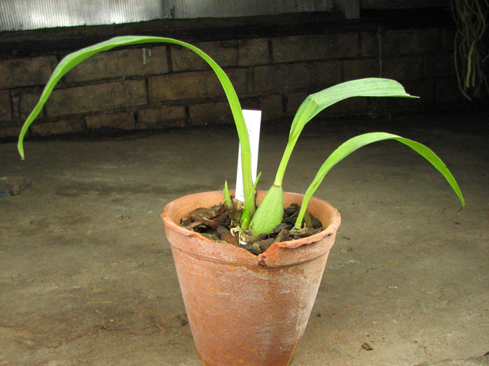 Zygopetalum Rhein Harlequin 'Cappuccino'.jpg
