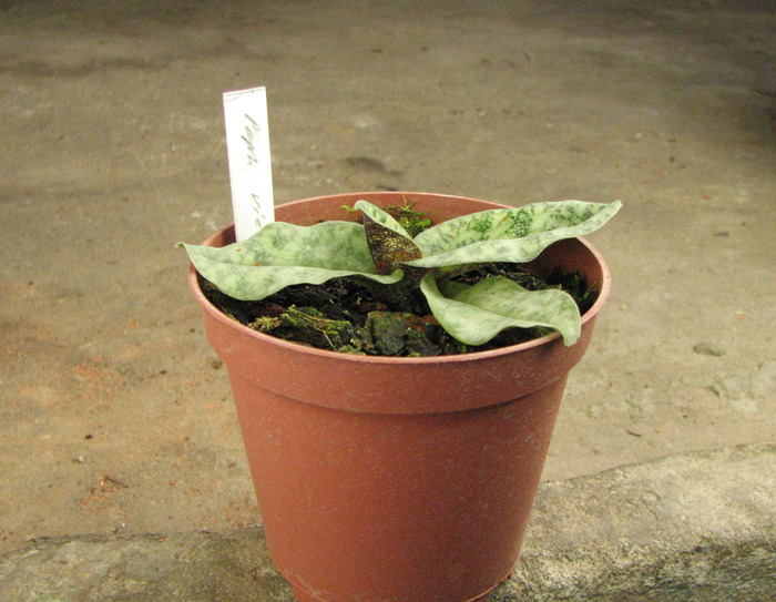 Paphiopedilum vietnamense.jpg