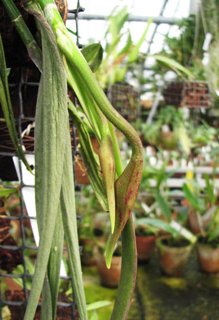 Coilostylis parkinsonianum.jpg