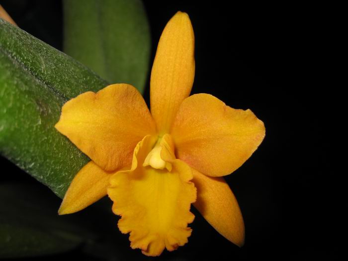 Первые дни роспуска