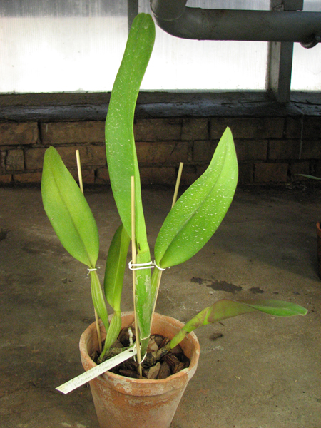 Potinara Mitsuo Akatsuka 'Volcano Queen'.jpg