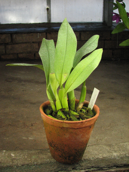 Trichopillia Senne Star (tortilis 'large' x turialbae 'alpha').jpg