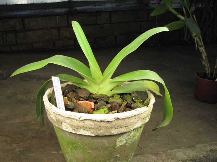 Paphiopedilum St Swithin (philippinense x rothschildianum).jpg
