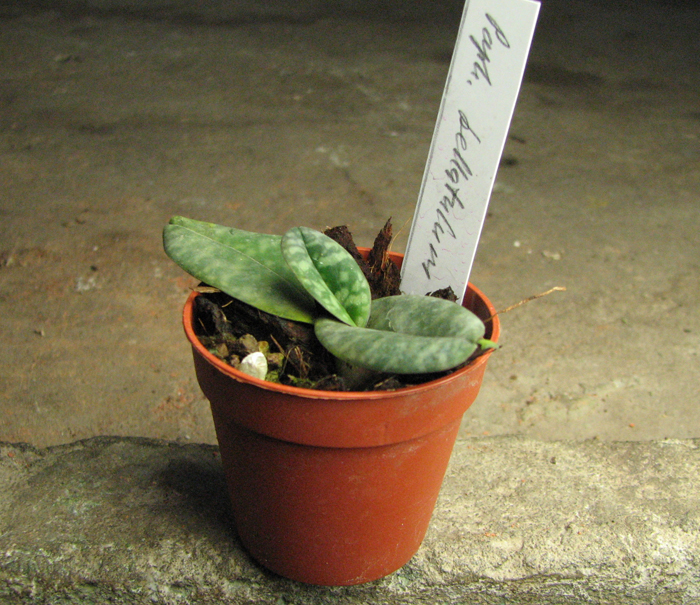 Paphiopedilum bellatulum.jpg