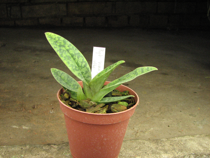 Paphiopedilum venustum alba.jpg