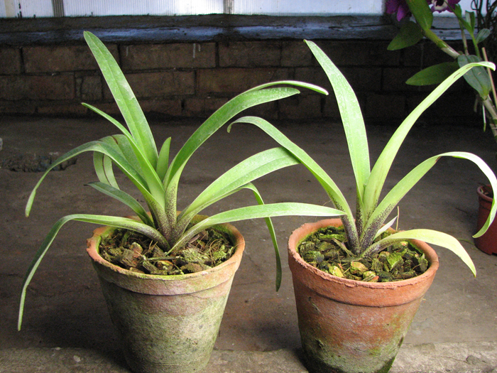 Paphiopedilum gratrixianum.jpg