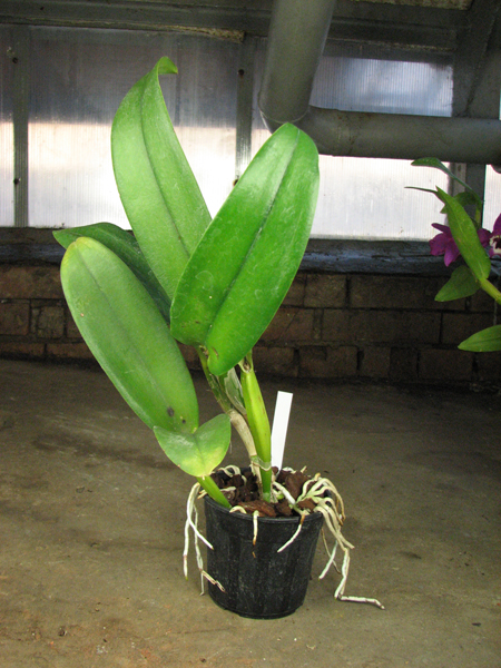 Brassolaeliocattleya Mystic Isles 'Green'.jpg