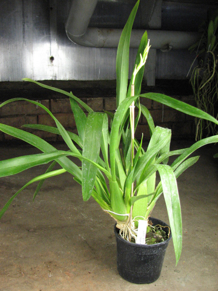 Beallara Peggy Ruth Carpenter 'Morning Joy'.jpg