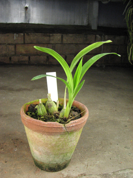 Zygopetalum mackayi.jpg