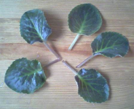 ...и оторванные листики