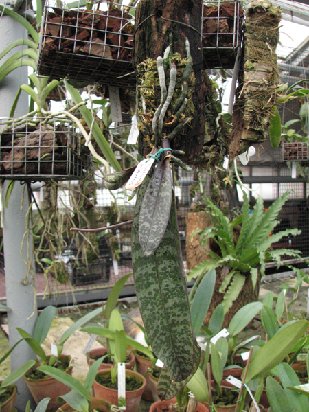Phalaenopsis philippinensis.jpg