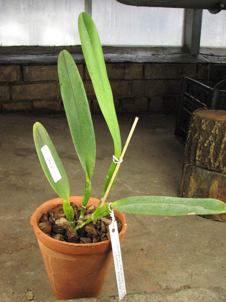 Laelia tenebrosa vinicolor x Laelia tenebrosa 'Richard'.jpg