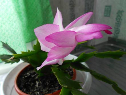 розовая 2.jpg