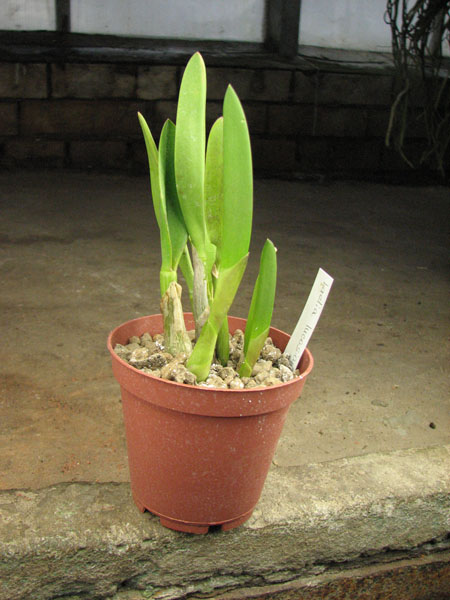 Laelia lucasiana.jpg
