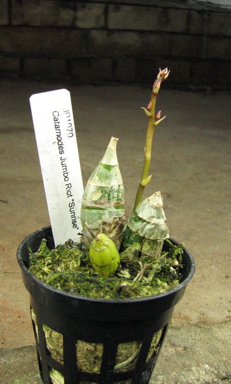 С цветоносом