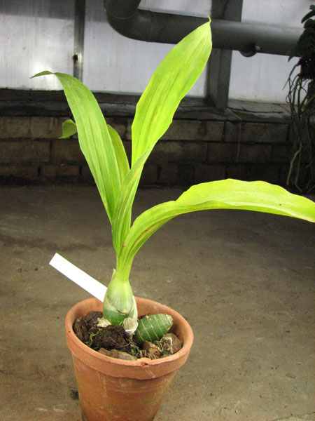 Catasetum (schmidtianum x Orchidglade).jpg