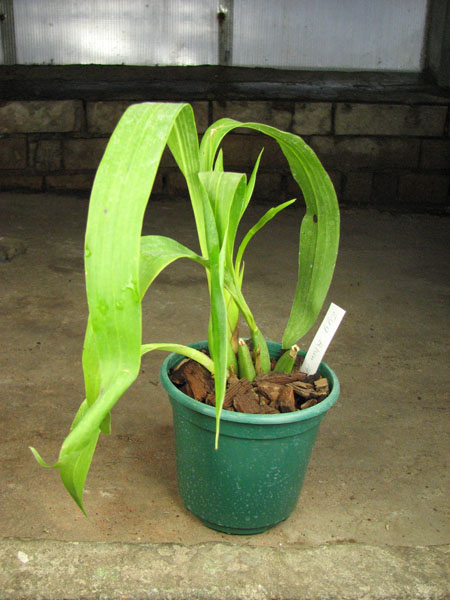 Zygopetalum 'Rhein Moonlight'.jpg