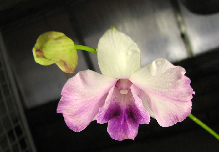 Dendrobium Anucha Flare.jpg