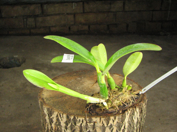 Laelia pumila amoena 'AWZ' х Laelia pumila alba 'HI'.jpg