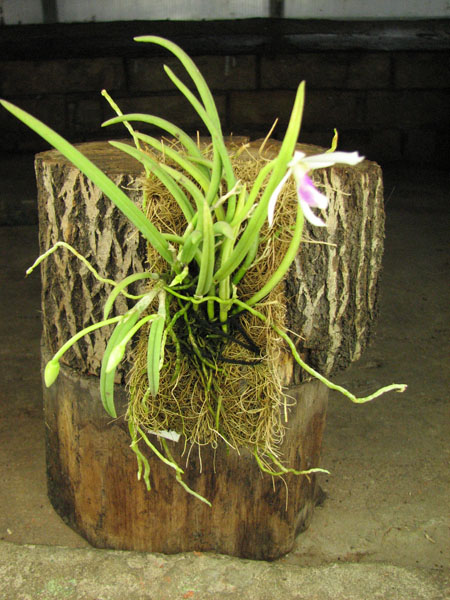 Leptotes bicolor.JPG