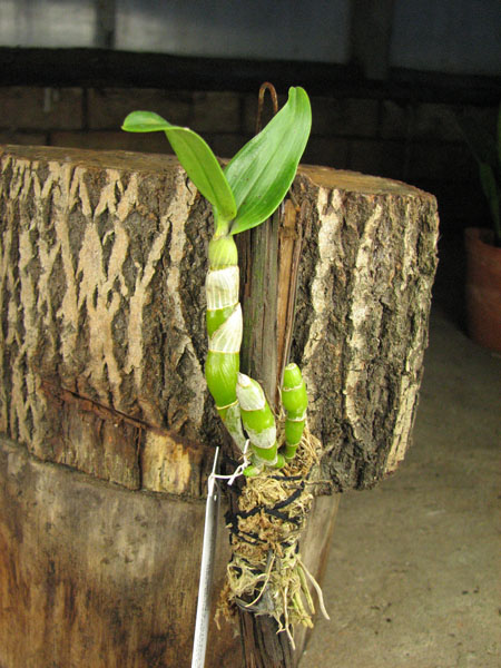Dendrobium Spring Jewel 'Miki'.jpg