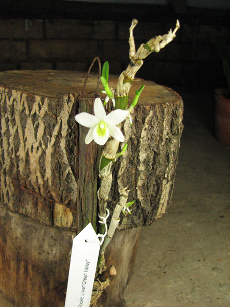 Dendrobium Pocket Lover 'Green Valley'.jpg