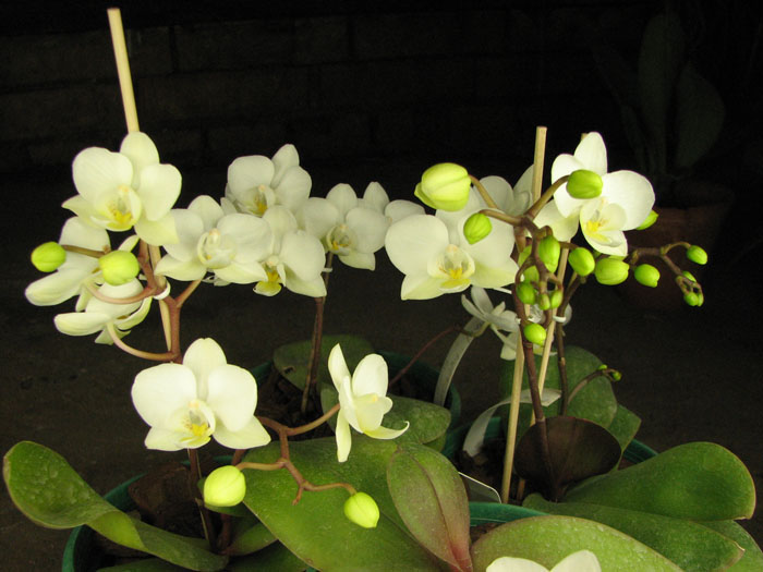 Phalaenopsis hybrid миниатюрный белый.jpg