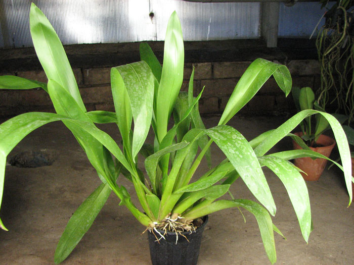 Vuylstekeara Cambria 'Favorit'.jpg