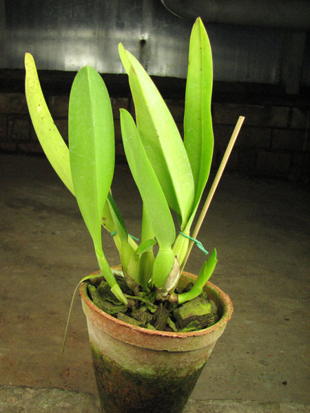 Laelia lobata alba.jpg