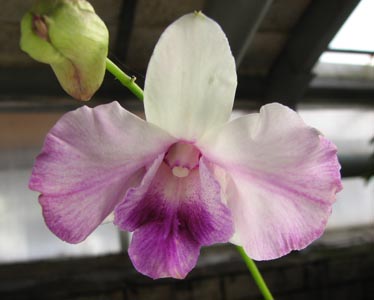 Dendrobium Anucha Flare.jpg
