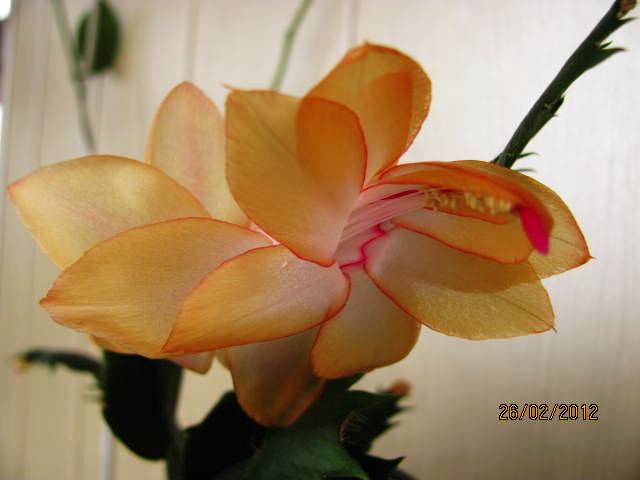 цветы дома 023.jpg