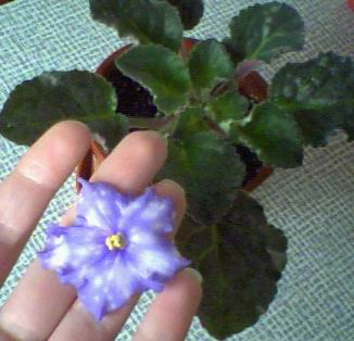 Бедный ободранный кустик...