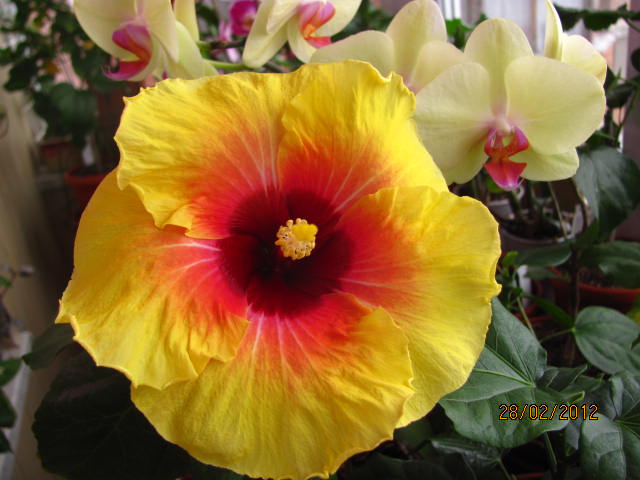 премьерки 002.jpg