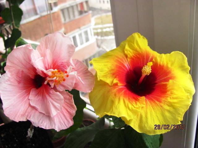 премьерки 009.jpg