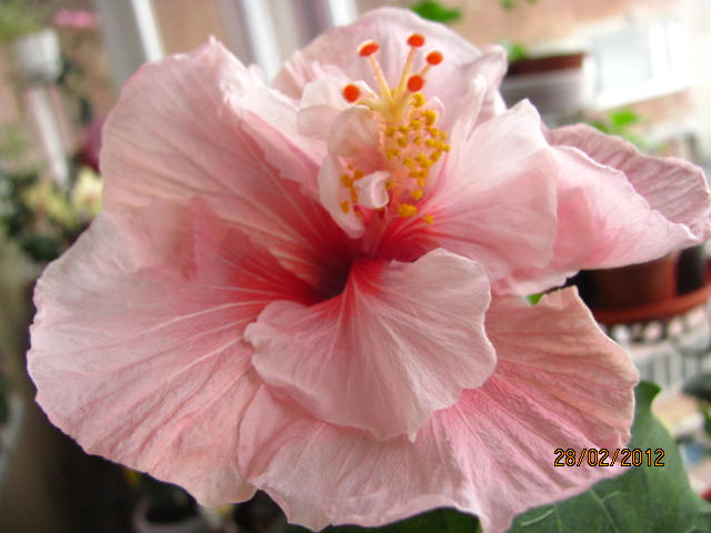 премьерки 008.jpg