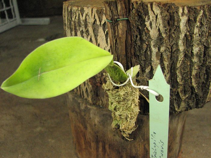 Trichopilia suavis.jpg