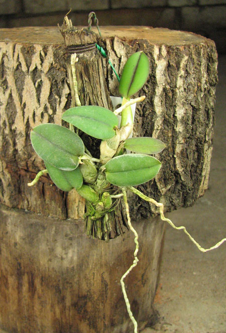 Sophronitis cernua var mineira.jpg