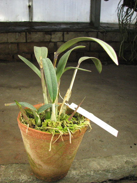Laelia flava.jpg