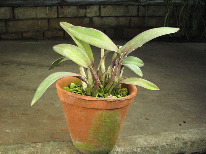 Laelia milleri.jpg
