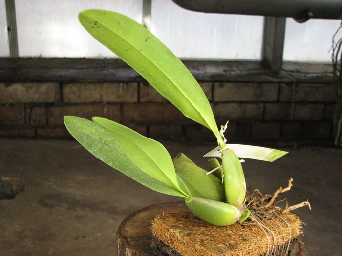 Cuitlauzina pendulum.jpg