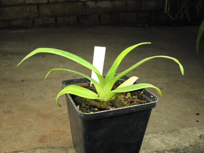 Phragmipedium Memoria Dick Clements.jpg