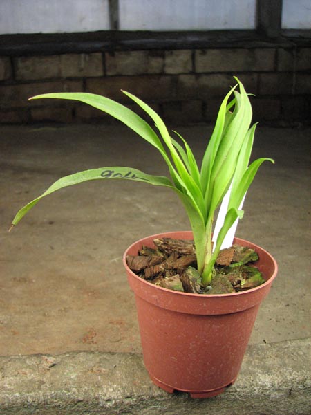 Zygopetalum (Pinaroo x Titanic).jpg