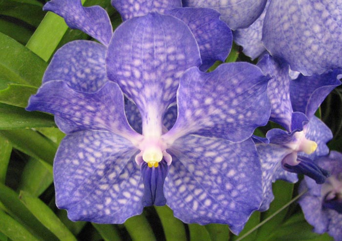 Vanda Sansai Blue.JPG