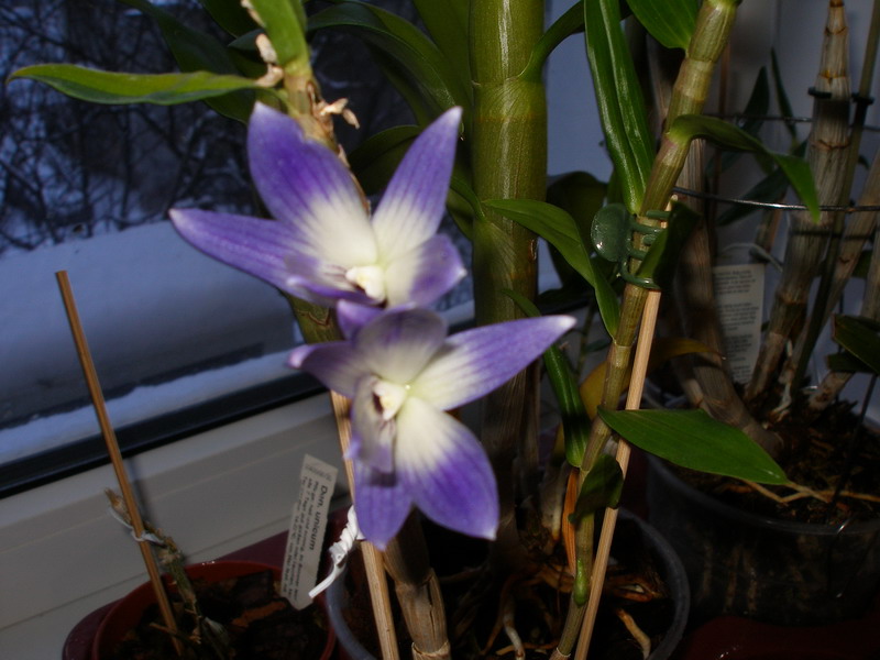 Dendrobium victoria-reginae Schwerter 290212.jpg