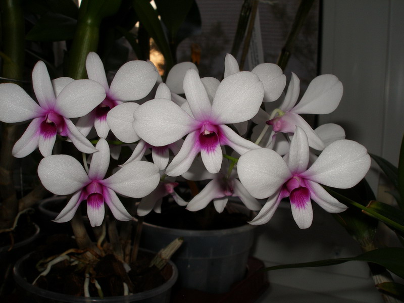 Dendrobium phal. Salaya 'Mini'.jpg